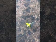 Bezpieczne fajerwerki Bumble Bee, Mandarin Toy Story fajerwerki CECE certyfikowane